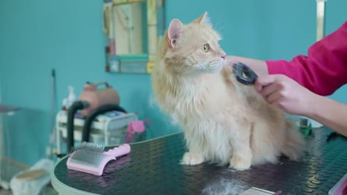 Cat Being Groomed in a Pet Salon