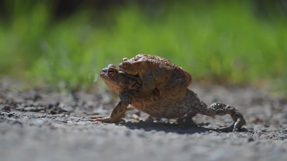Female and male toads in amplexus during the mating season. A close-up ...