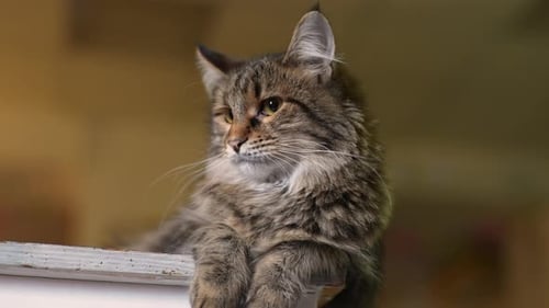 Fluffy Tabby Cat Resting Indoors on White Shelf