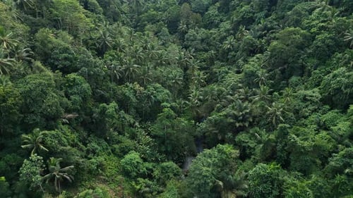 Luftaufnahme der Waldnatur und der grünen Waldbäume in der Nebellandschaft der Berge