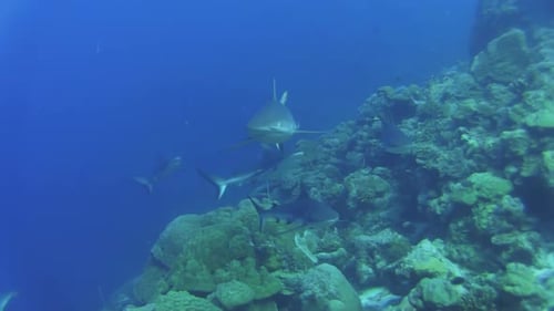 gray reef sharks patrolling Blue Corner