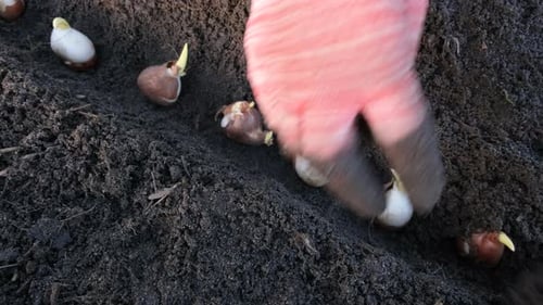 Close Up View of Tulips Bulbs and Hand A Hand Plants a Row of Tulips Bulbs in the Soil in a Flower