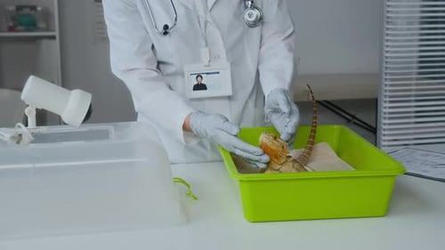 Doctor Touching and Cuddling Cute Lizard in Green Plastic Pet Carrier