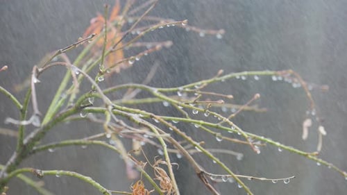 Gentle Rain Falling on Branch Creating Serene Atmosphere