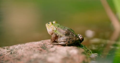 Close up view of a Frog Resting on a rock.