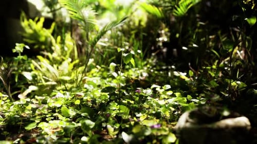 Serene Forest Undergrowth Alive with Sunlight Filtering Through Leaves