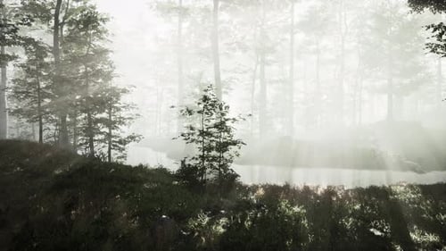 Magic Dark Autumn Forest Scenery with Rays of Warm Light