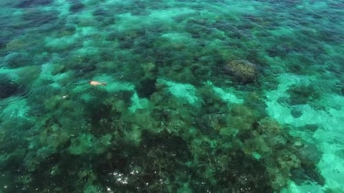 Woman Swims in the Beautiful, Clear Tropical Ocean
