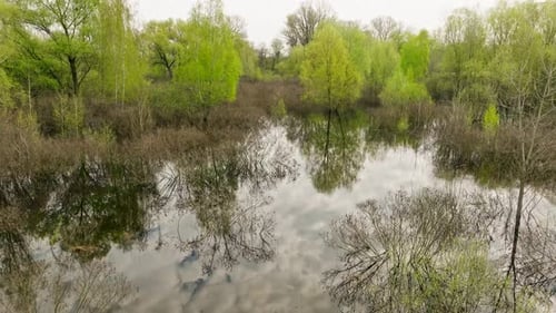 River Lake Swamp Water Forest Spring Nature Park Tree Green