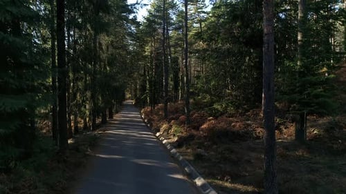 Forest Road in the Mountains