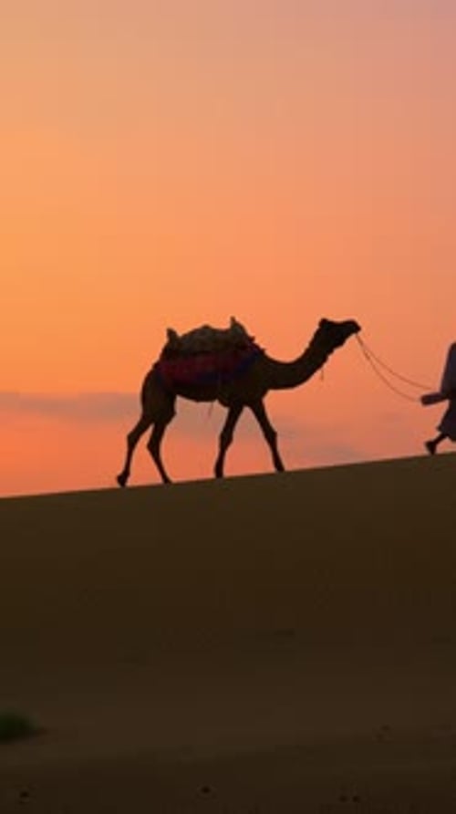 Chameliers indiens, silhouettes de chameaux dans les dunes du désert du Thar au coucher du soleil, Jaisalmer, Rajasthan, Inde