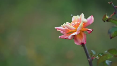 Una hermosa rosa roja en el parque