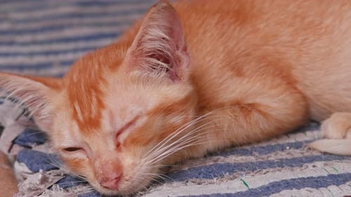 Adorable Orange Tabby Kitten Napping on Striped Mat