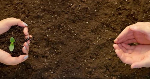 Woman's Hands are Putting Young Plant Into Man's Hands