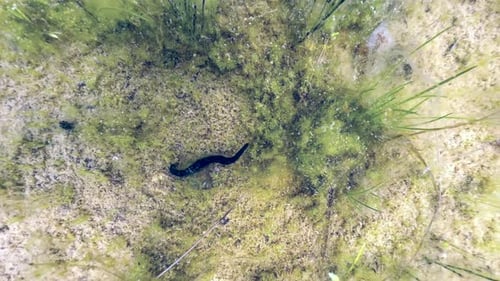 Top-down view of a Horse leech (Haemopis sanguisuga) at the bottom of a shallow pond in Estonia.