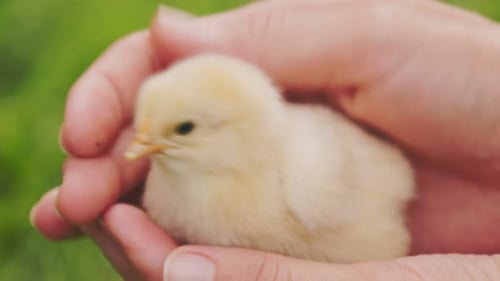 Tiny Yellow Chick in Gentle Human Hands