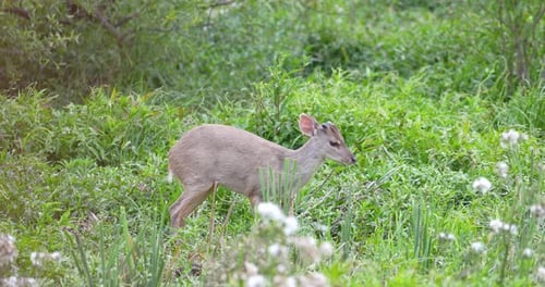 Close up of small deer of the ibera marshes eating in bushes.