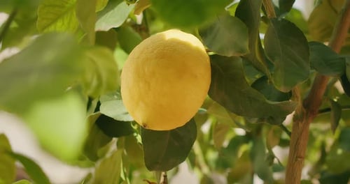 Closeup of Ripe Lemon Hanging on Branch in Sunlit Italian Garden in Summer Day