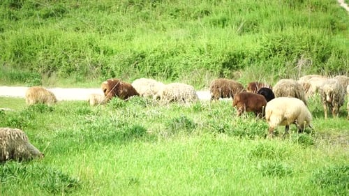 Flock of Sheep Grazing in a Verdant Green Summer Field Few Black Brown and White Sheep are Eating