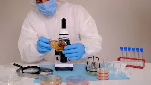 Examine Bacteria in Petri Dishes in the Laboratory Selective Focus