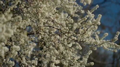 Branches of Blooming White Flowers Against Clear Blue Sky Concept of Spring Flower on Tree