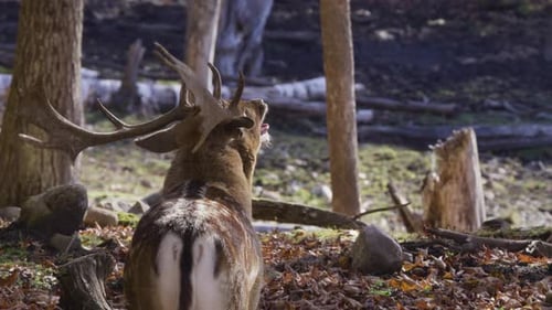 Deer with Antlers Standing in Forest