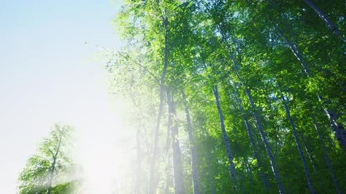 Bouleaux sous un soleil radieux à la fin de l'été