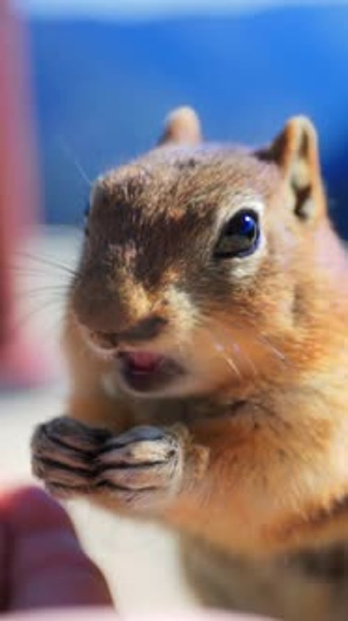 A Curious Squirrel Enjoys Eating From a Hand While Surrounded By a Beautiful Mountain Landscape