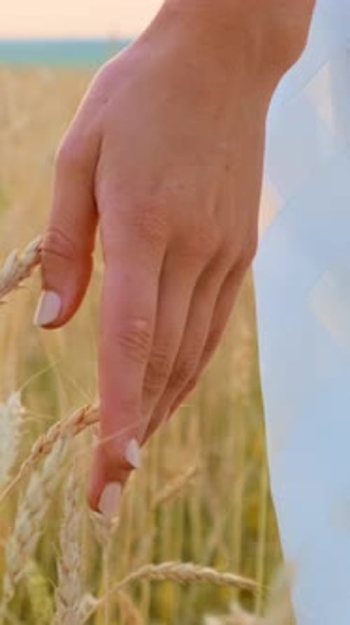 Hand of a Woman in a Flowing White Dress Gently Touching Golden Wheat in a Serene Field at Sunset