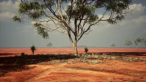 African Savanna Landscape with Acacia Trees