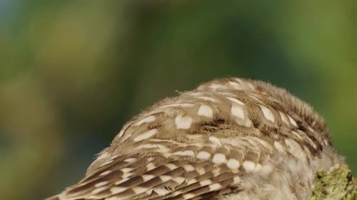 Little owl low angle close up portrait in the forest, wildlife bird watching
