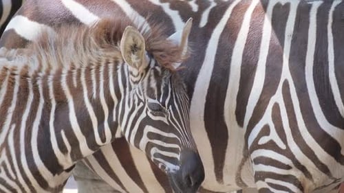 A Closeup of a Zebra and Her Baby Standing in the Desert Wild Animals of Africa A Family of Zebras