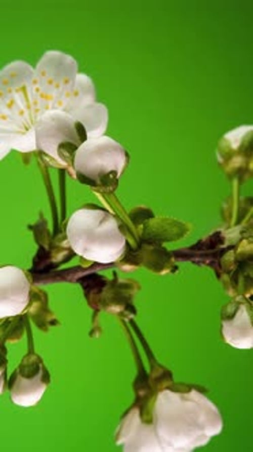 Time Lapse of the Blossoming of White Petals of a Apple Flower