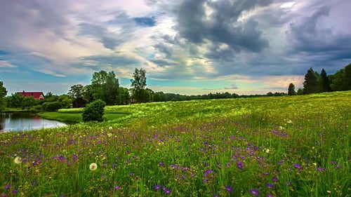 Wild flowers blooming in green meadow with moving cloudscape above, fusion time lapse