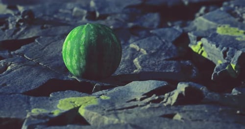 Unique Watermelon Resting on Rocky Surface During Twilight Hours