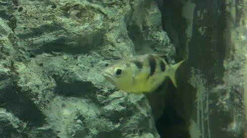 Archerfish (Toxotes chatareus) Swimming in an Aquarium Tank