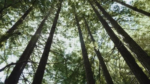 Looking up in a dense redwood forest with large trees and the sun shining through. 4K.