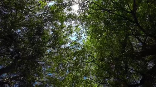 Looking up at woodland trees bright sunshine beams breaking through forest canopy branches