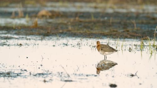 Black-tailed godwit during spring migration in wetlands flooded meadow feeding and resting