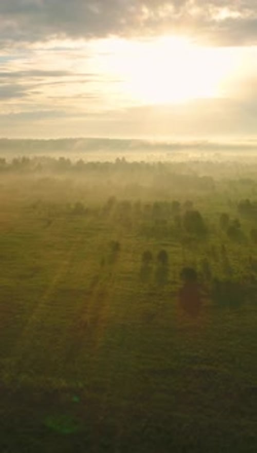 Flying Over Green Meadow and Trees in Mist Against the Sun Aerial View Vertical Video