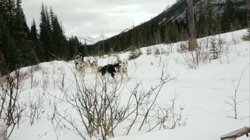 Dog Sledding Team Pulls Sled Through Winter Landscape