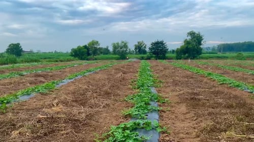Agricultural Field with Rows of Growing Plants