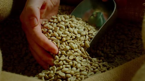 Raw Green Coffee Beans Poured from Burlap Sack