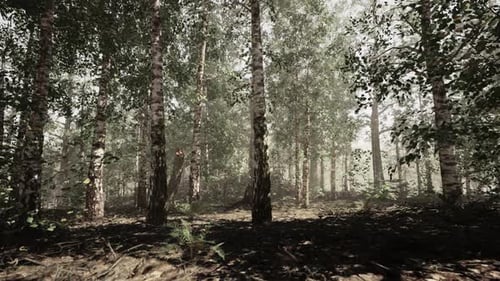 A Dense and Majestic Birch Forest with Towering Trees