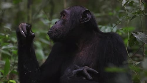 Chimpanzee looking around whilst sitting on the forest floor in Kibale National Park, Uganda.
