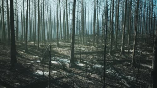 Forest Devastated By Wildfire Reveals Charred Trees in Eerie Silence
