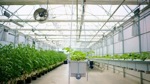 Inside a Bright Greenhouse with Tomato and Strawberry Plants