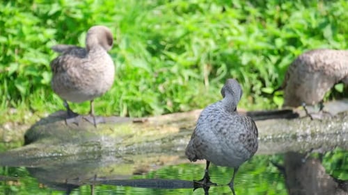 Wildenten sitzen am Wasser auf dem See und bürsten sich die Federn Zugvögel