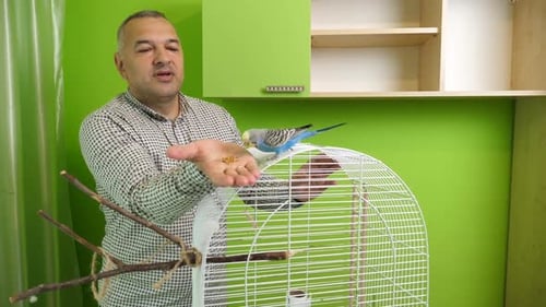 44 1 People take care of and play with budgies of the "Czech" breed.
