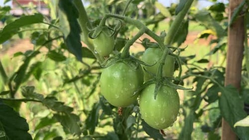 Green tomato plant